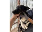 Adopt Allie a German Shepherd Dog, Mixed Breed