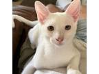 Adopt Rachel a Turkish Van, Domestic Short Hair