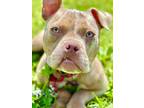 Adopt Stuart a Pit Bull Terrier