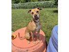 Adopt Gunner a Labrador Retriever