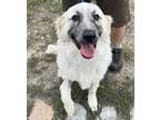 Adopt Hoki Loki a Great Pyrenees, Shepherd