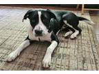Adopt Pete a Labrador Retriever, Pit Bull Terrier