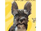 Adopt Audie a Boston Terrier, Schnauzer