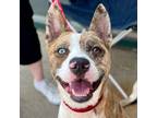 Adopt Barry a Catahoula Leopard Dog, Terrier
