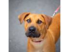 Adopt Clay a Labrador Retriever, Beagle