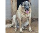 Adopt Loki AKA Casper a Cattle Dog, Great Pyrenees