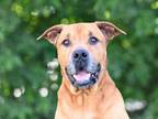 Adopt LAWRENCE a Rhodesian Ridgeback