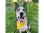 Adopt Jassan a Australian Kelpie, Shepherd