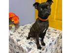 Adopt Hercules a Pug