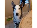 Adopt Okami a Husky