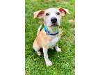 Adopt Harvey a Australian Cattle Dog / Blue Heeler, Mixed Breed