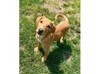 Adopt Harrison a Australian Cattle Dog / Blue Heeler, Mixed Breed