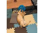 GREEN EYES LEO American Bobtail Young Male