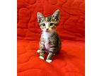 Rapunzel Calico Kitten Female