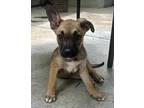 LAKEN German Shepherd Dog Puppy Female