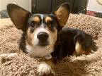 Willa Corgi Adult Female