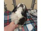 Chiquis Pekingese Senior Female
