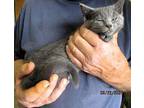 Misty Russian Blue Kitten Female