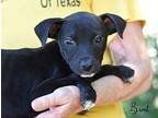 Brent Labrador Retriever Puppy Male