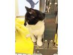 Puka 41330 Domestic Shorthair Kitten Male