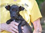 Ava Labrador Retriever Puppy Female