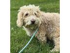 Guy Poodle (Miniature) Adult Male