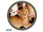 Soy Sauce Domestic Shorthair Kitten Male