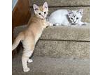Fortune Fairy Siamese Kitten Female