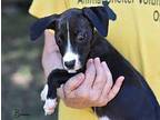 Bonnie Labrador Retriever Puppy Female