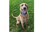 Max Golden Retriever Young Male