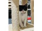 Eeyore Domestic Shorthair Kitten Male