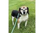 Merle Beagle Senior Male