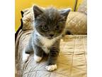 Glimmer Domestic Shorthair Kitten Female