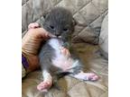Gliss Domestic Shorthair Kitten Female