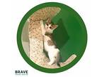 Worcestershire Sauce Domestic Shorthair Kitten Female