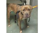 Dipper American Staffordshire Terrier Young Male