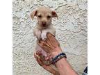 Roofus Chihuahua Young Male
