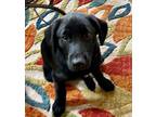 PIPER Golden Retriever Puppy Female