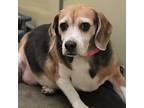 Elsa Beagle Senior Female