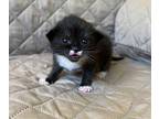 Rosetta Domestic Shorthair Kitten Female