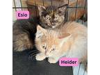 Heider Domestic Shorthair Kitten Female