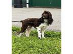 Coco Cocker Spaniel Adult Female