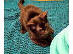 Panthra Domestic Shorthair Kitten Female