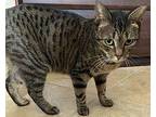 Tabitha Domestic Shorthair Young Female
