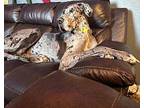 Friday Great Dane Adult Female