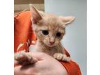 Flapjack Domestic Shorthair Kitten Male