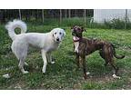 Buddy Great Pyrenees Adult Male