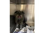 Champ Schnauzer (Miniature) Adult Male