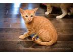 Fireball Domestic Shorthair Kitten Female