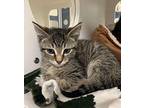 Kelpie Domestic Shorthair Kitten Male